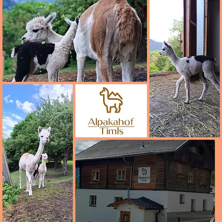 Alpakahof Timls *