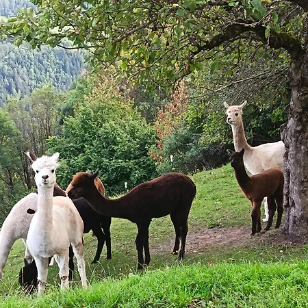 Apartment Alpakahof Timls Arzl im Pitztal
